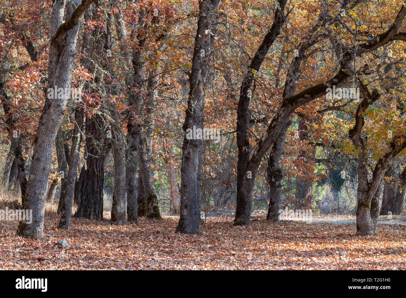 Stand of maple trees hires stock photography and images Alamy