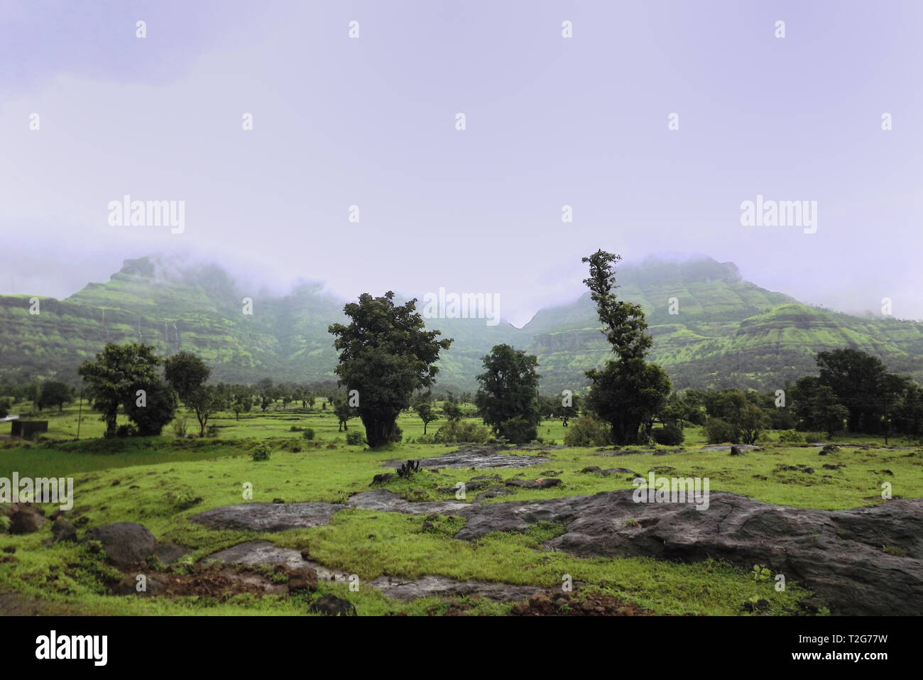 Lush green landscape with monsoon clouds submerging on the mountains at the background Stock Photo