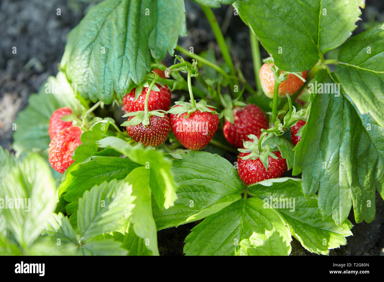 Bush of fresh ripe and unripe strawberry in the garden on the open ...