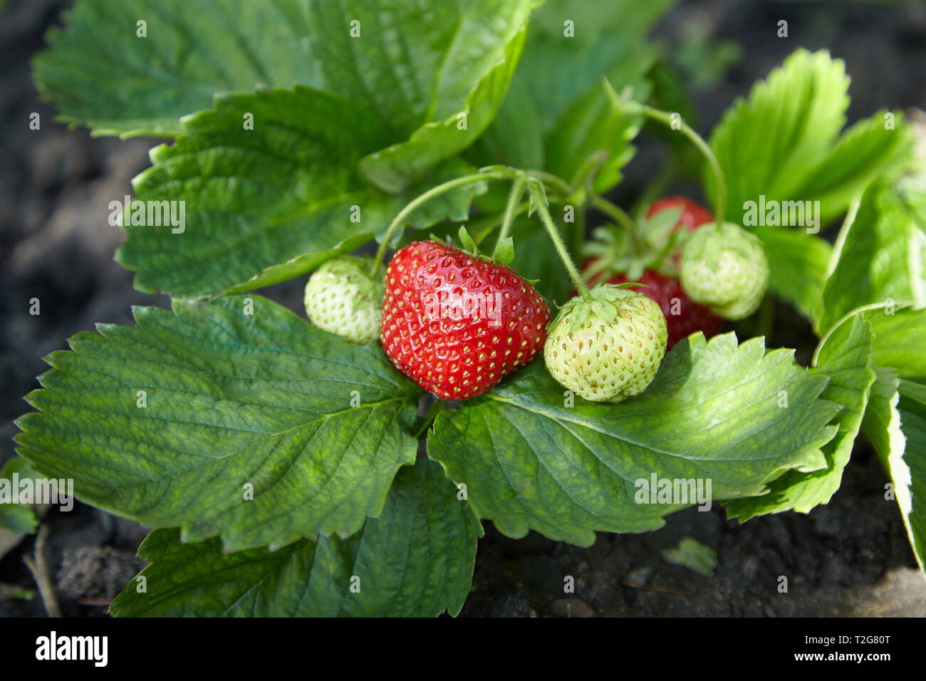 Bush of fresh ripe and unripe strawberry in the garden on the open ...