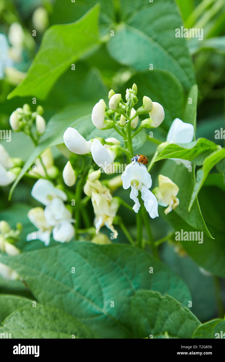 Bean blossoms outdoors Stock Photo Alamy