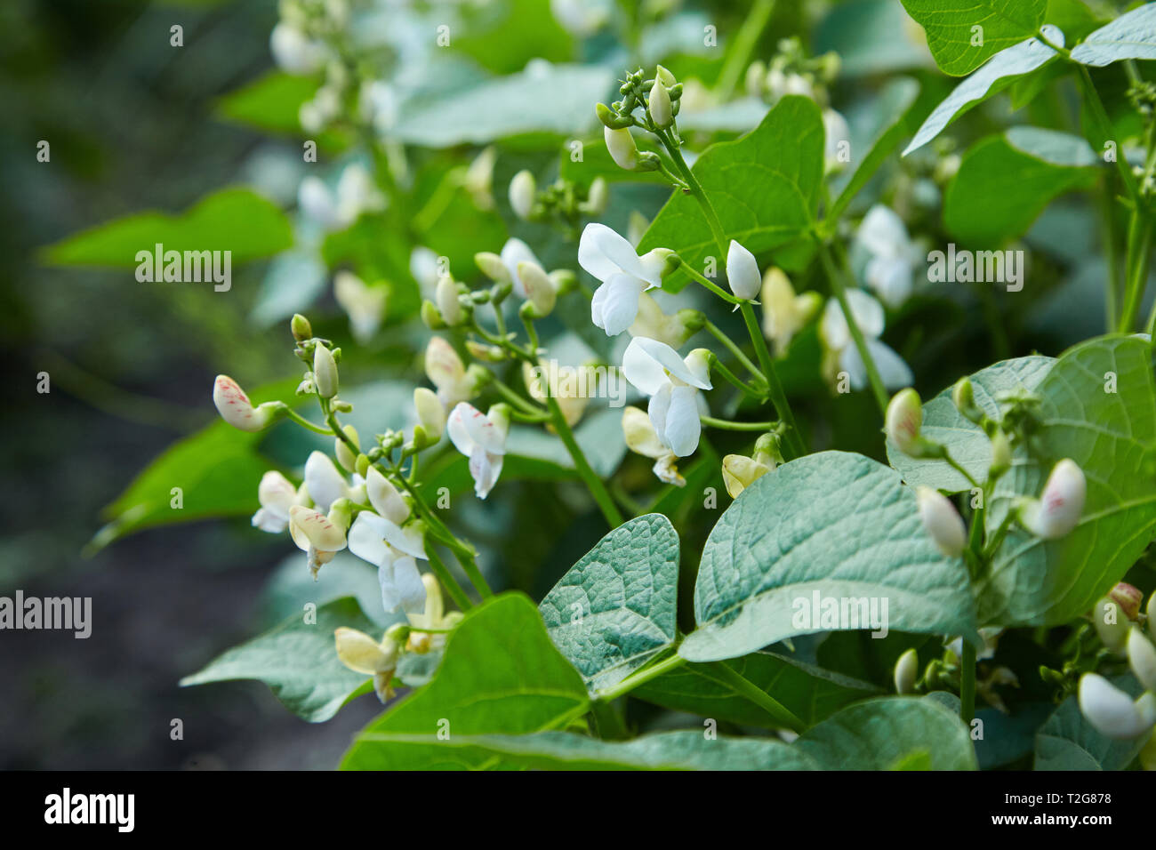 Broad bean branch hi-res stock photography and images - Alamy