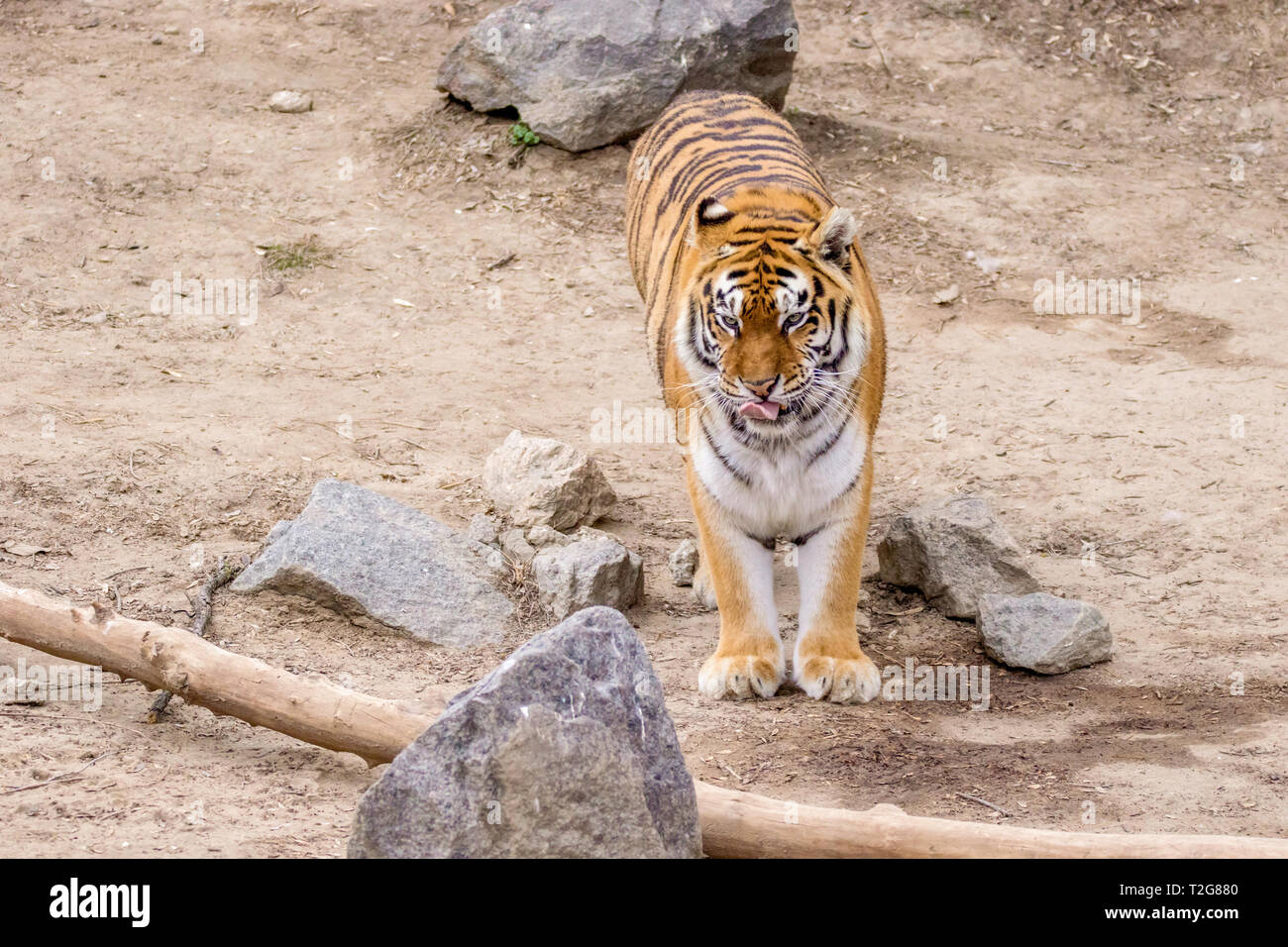 image wild big animal adult striped tiger Stock Photo