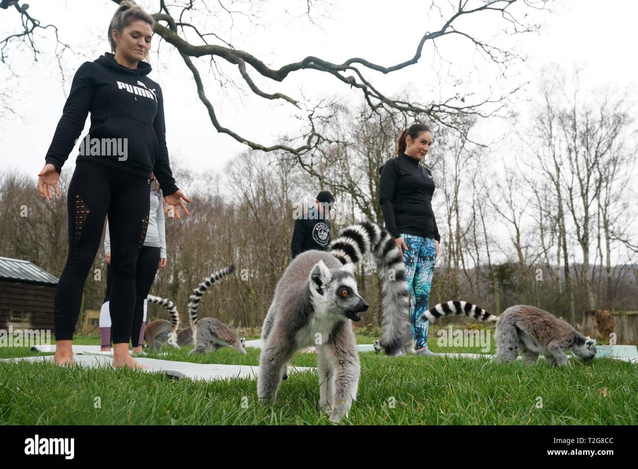 Armathwaite Hall hotel in Keswick, Cumbria holds Lemoga classes with the lemurs from Lake District Wild Life Park mingling with the class to create a personal yoga experience which aims to heighten the sense of wellbeing for both lemur and human. Stock Photo