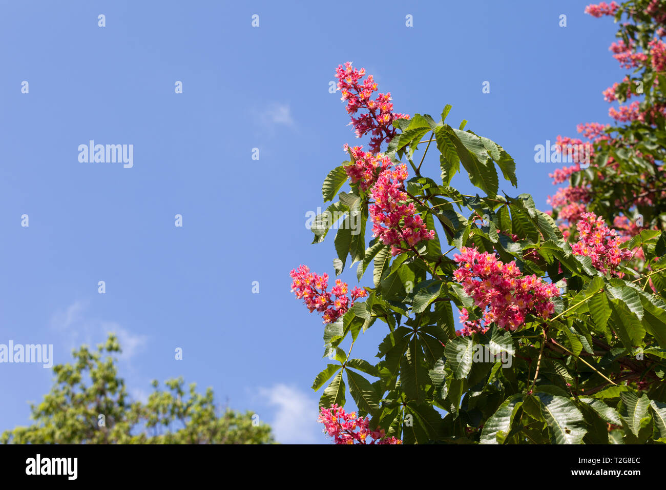 Horse chestnut tree Aesculus carnea with red blossom flowers on blue sky background at sunny spring day. Stock Photo