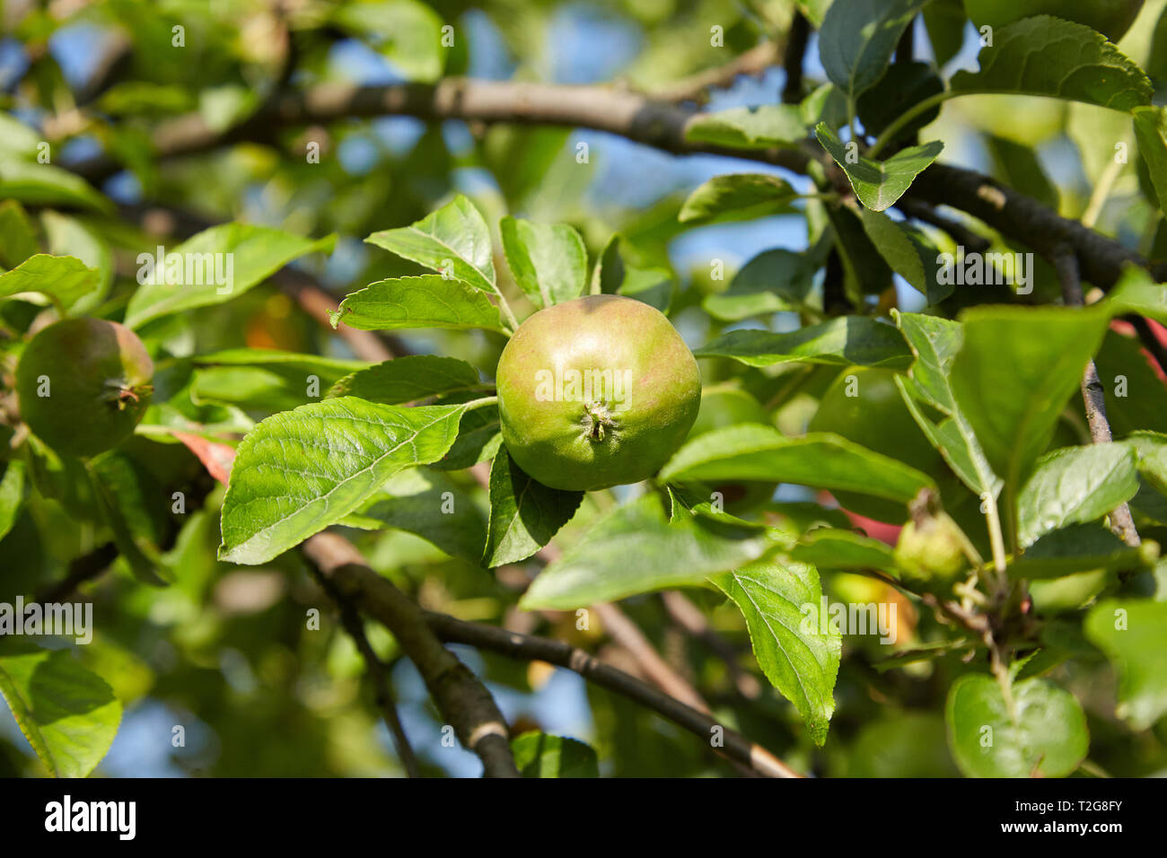 Unripe harvest hi-res stock photography and images - Alamy