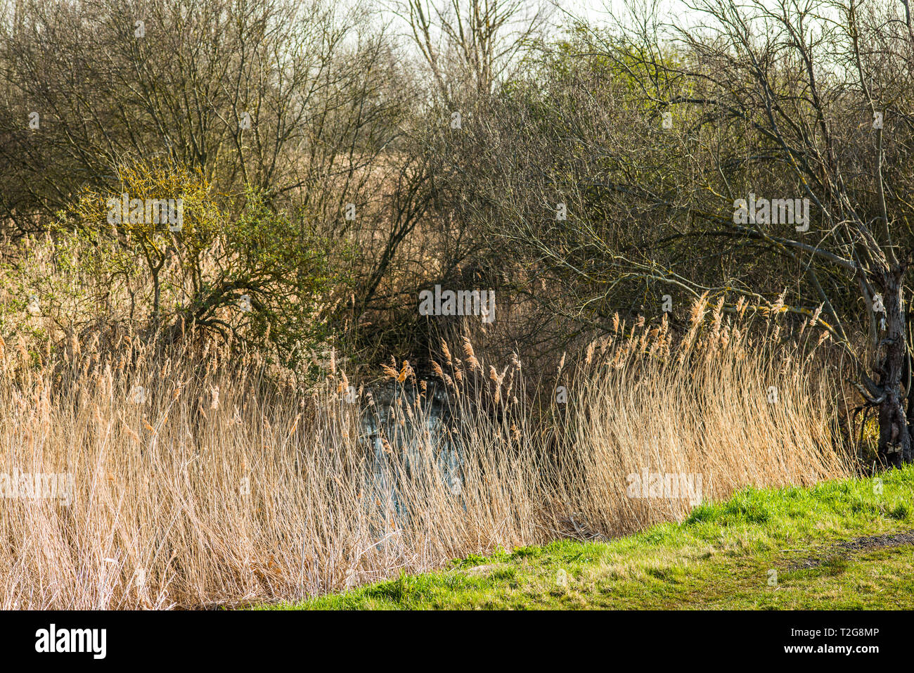 Wicken Fen nature reserve, Cambridgeshire; England; UK Stock Photo