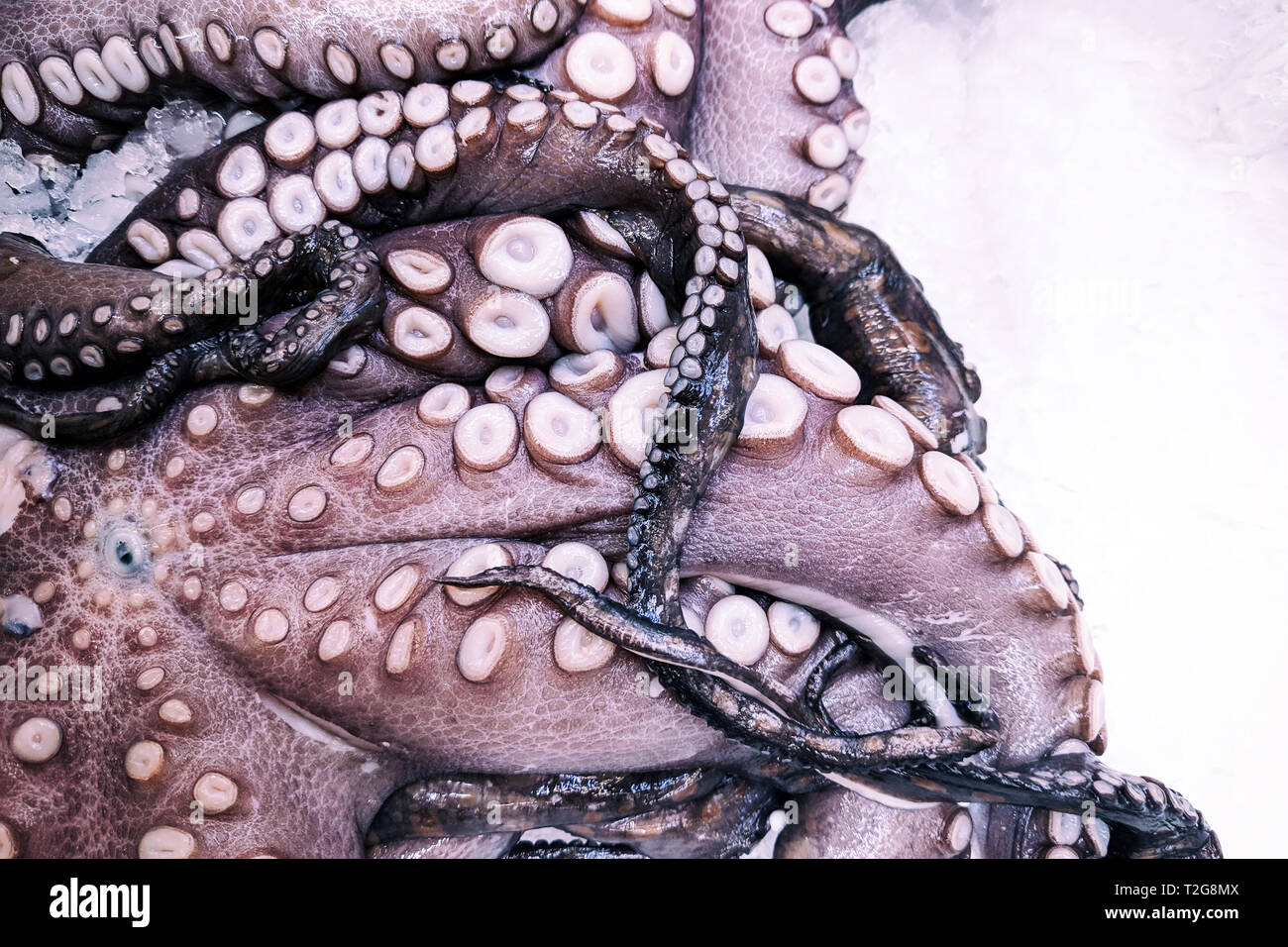вот у осьминога голова в жопе фото 35