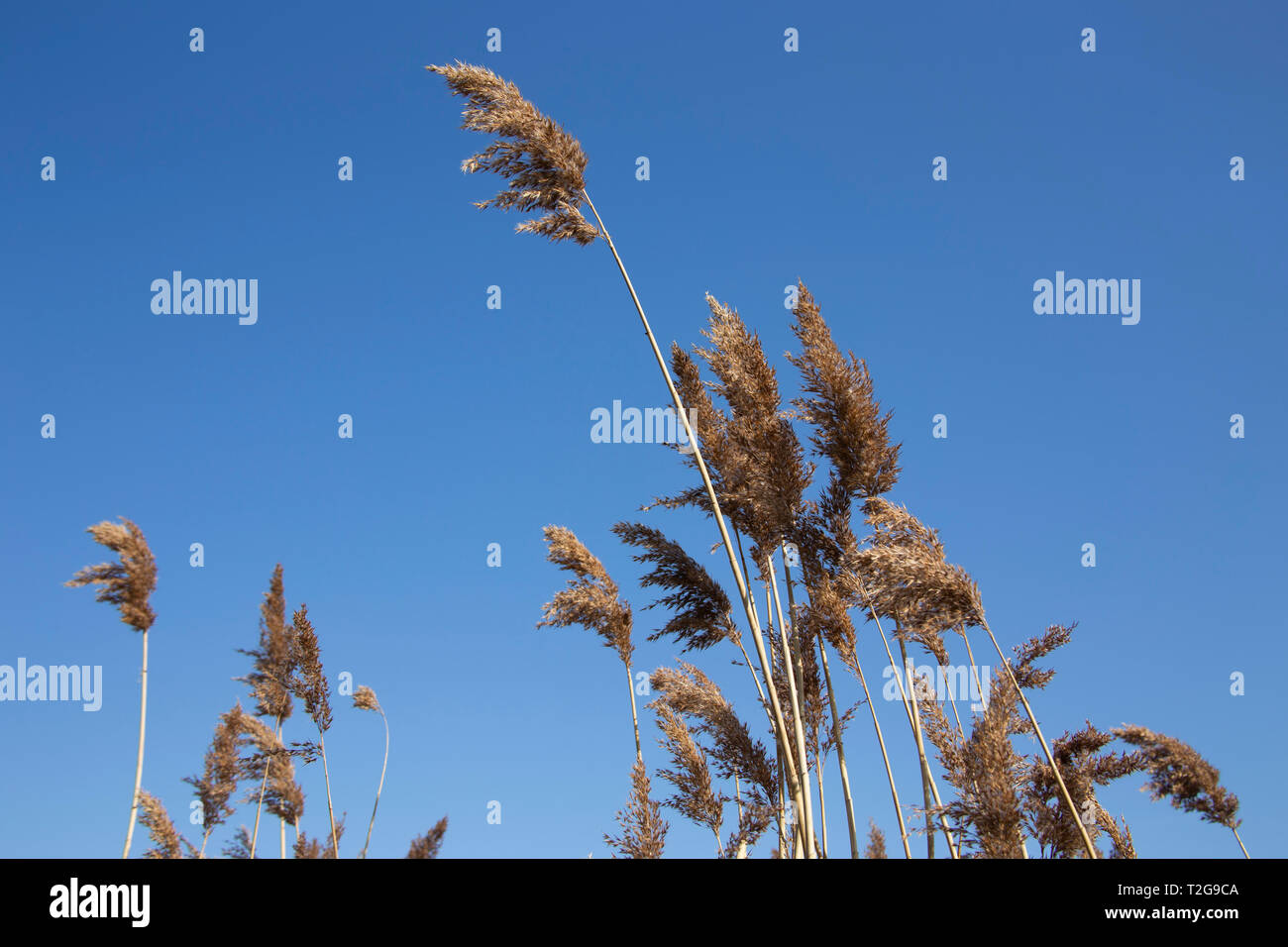 Reed bed at Woodberry Wetlands. London Stock Photo - Alamy