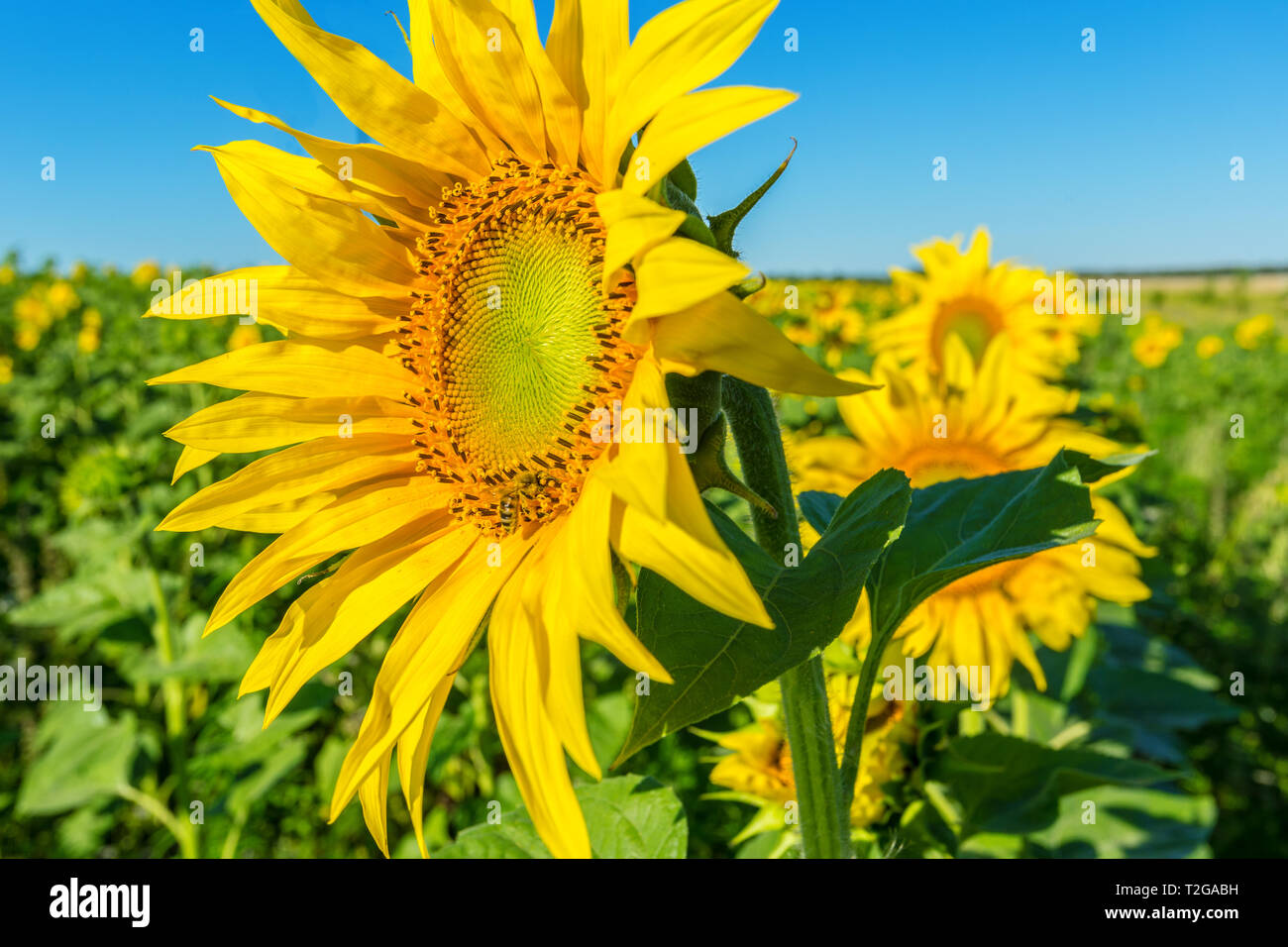 Yellow field of sunflowers Stock Photo - Alamy