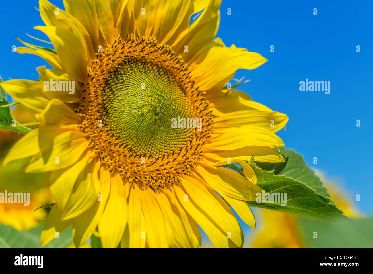 Yellow field of sunflowers Stock Photo - Alamy