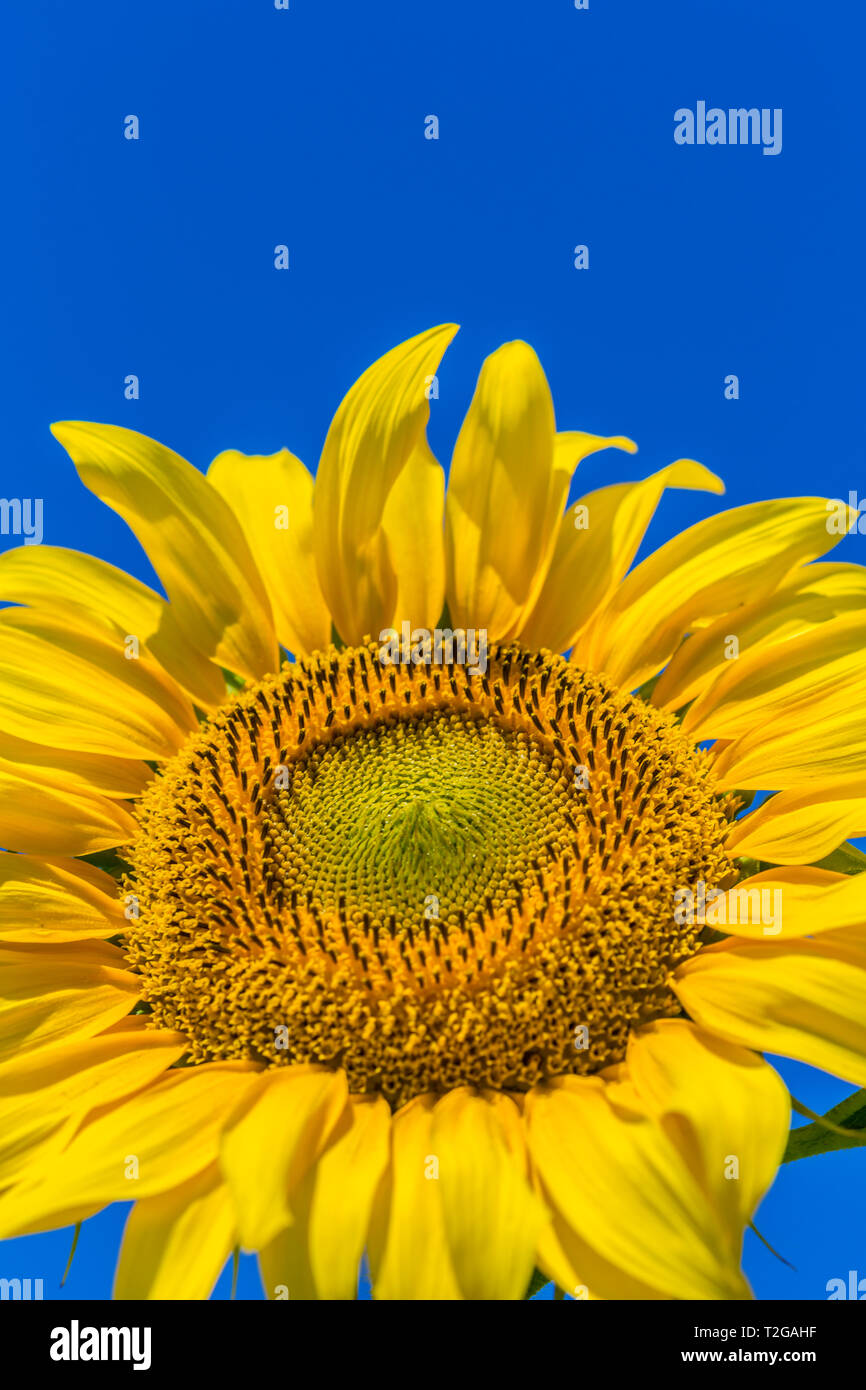 Yellow field of sunflowers Stock Photo - Alamy