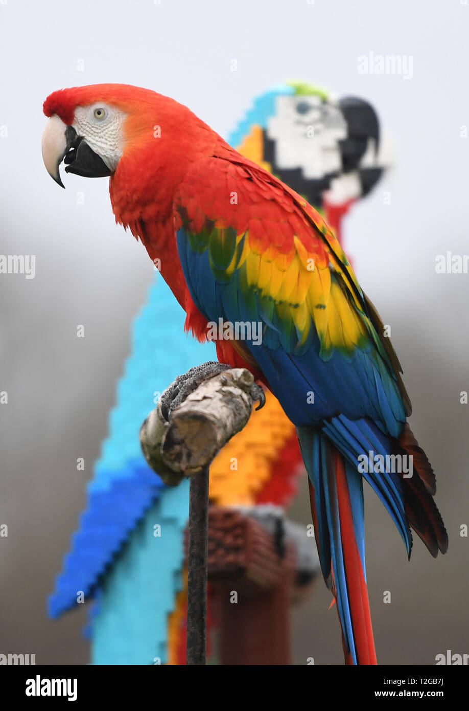 Inca A Scarlet Macaw Comes Face To Face With Polina And Pearl A Life Size Sculpture Of A Scarlet Macaw And A Blue And Gold Macaw Constructed From 1 800 Lego Bricks At Zsl Whipsnade Zoo,Homemade Meatloaf