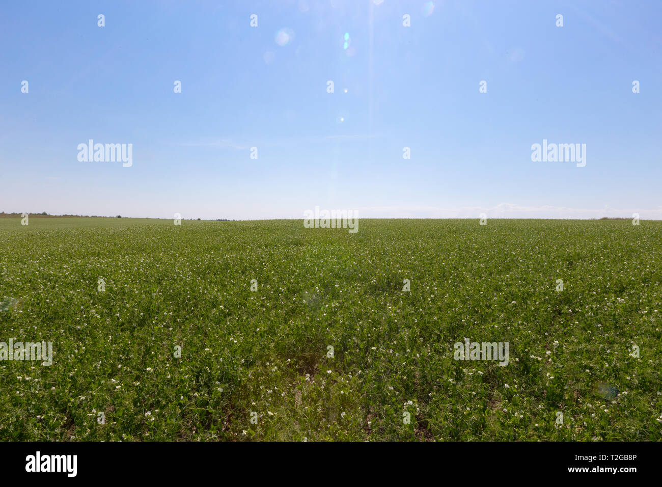 Green field of grass in spring, landscape Stock Photo - Alamy