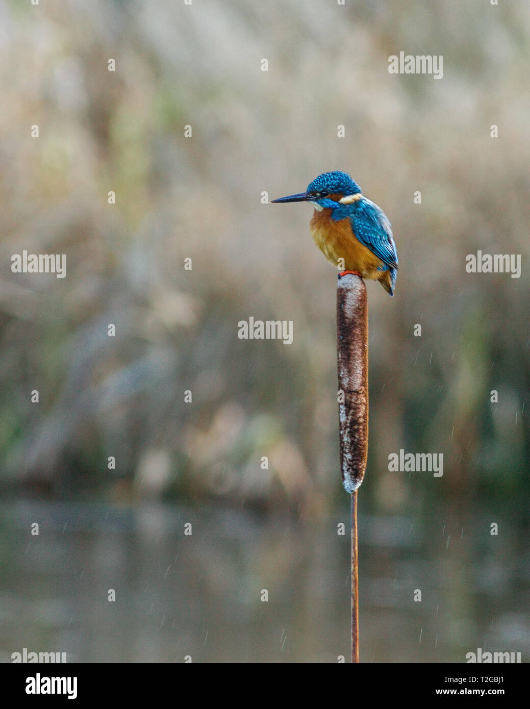 KINGFISHER BIRD PERCHED ON A BULRUSH Stock Photo