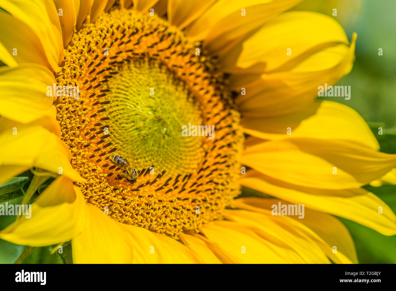 Yellow field of sunflowers Stock Photo - Alamy