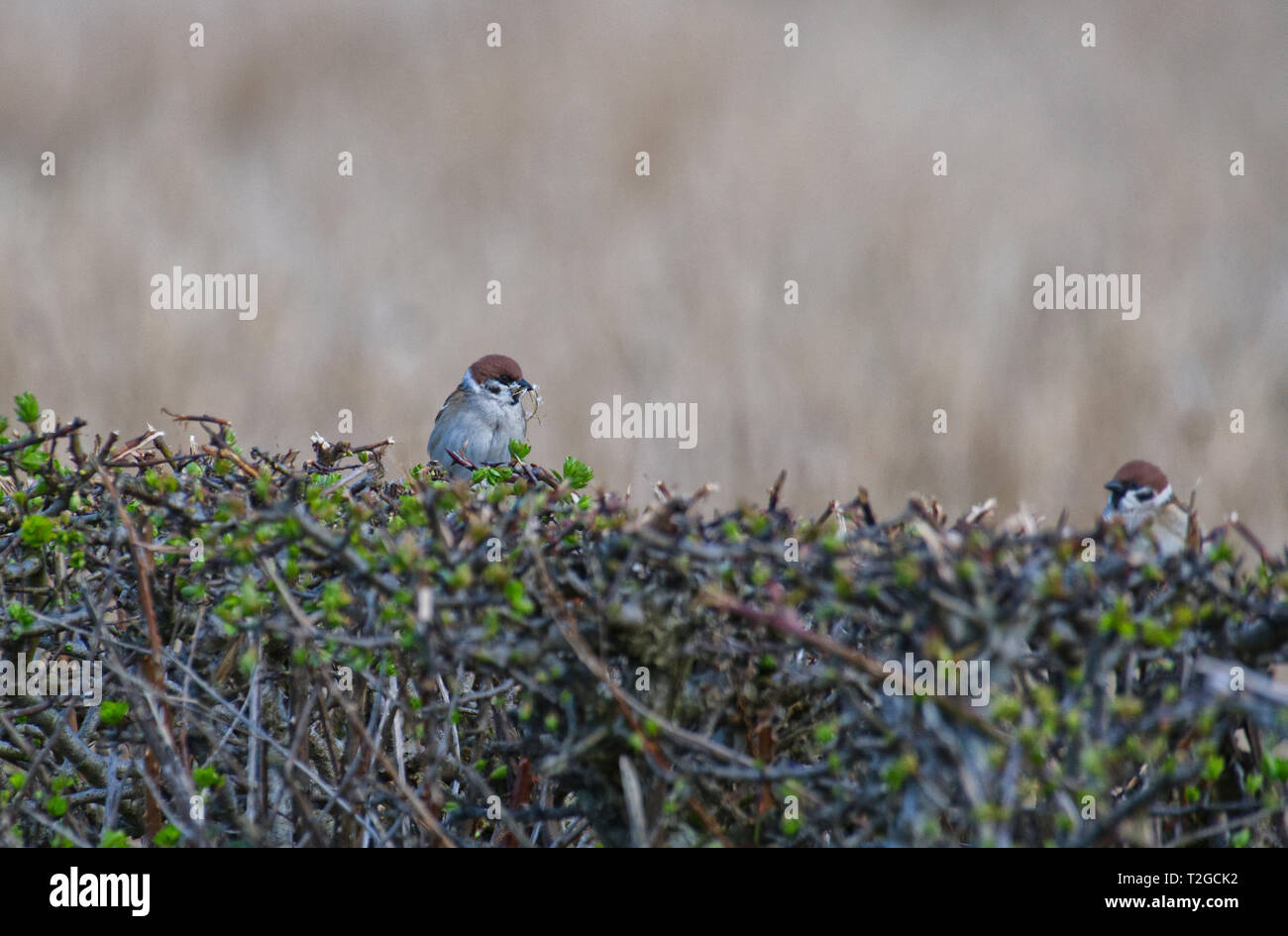 Eurasian Tree Sparrows Stock Photo