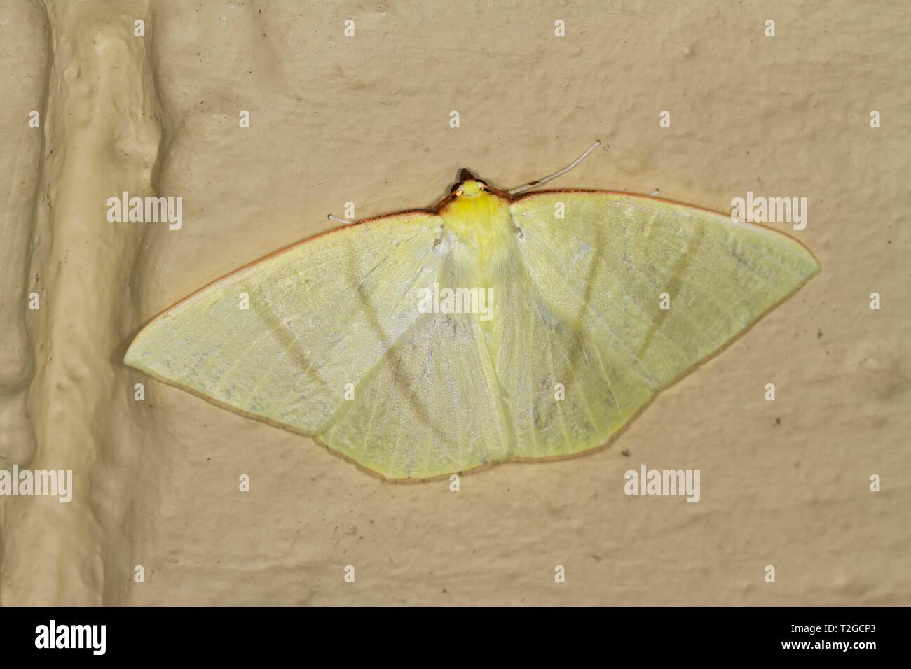Moth, Tensor, (Ourapteryx incaudata), Kinabalu National Park, Sabah, Borneo, Malaysia Stock Photo