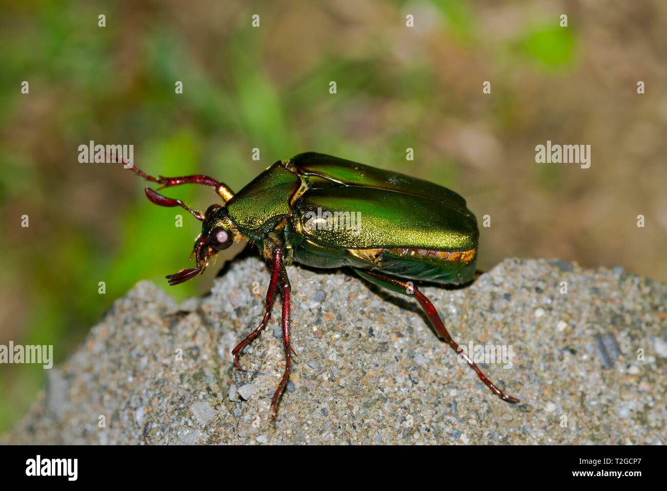 Rose chafer (Cetonia aurata), Kinabalu National Park, Sabah, Borneo, Malaysia Stock Photo