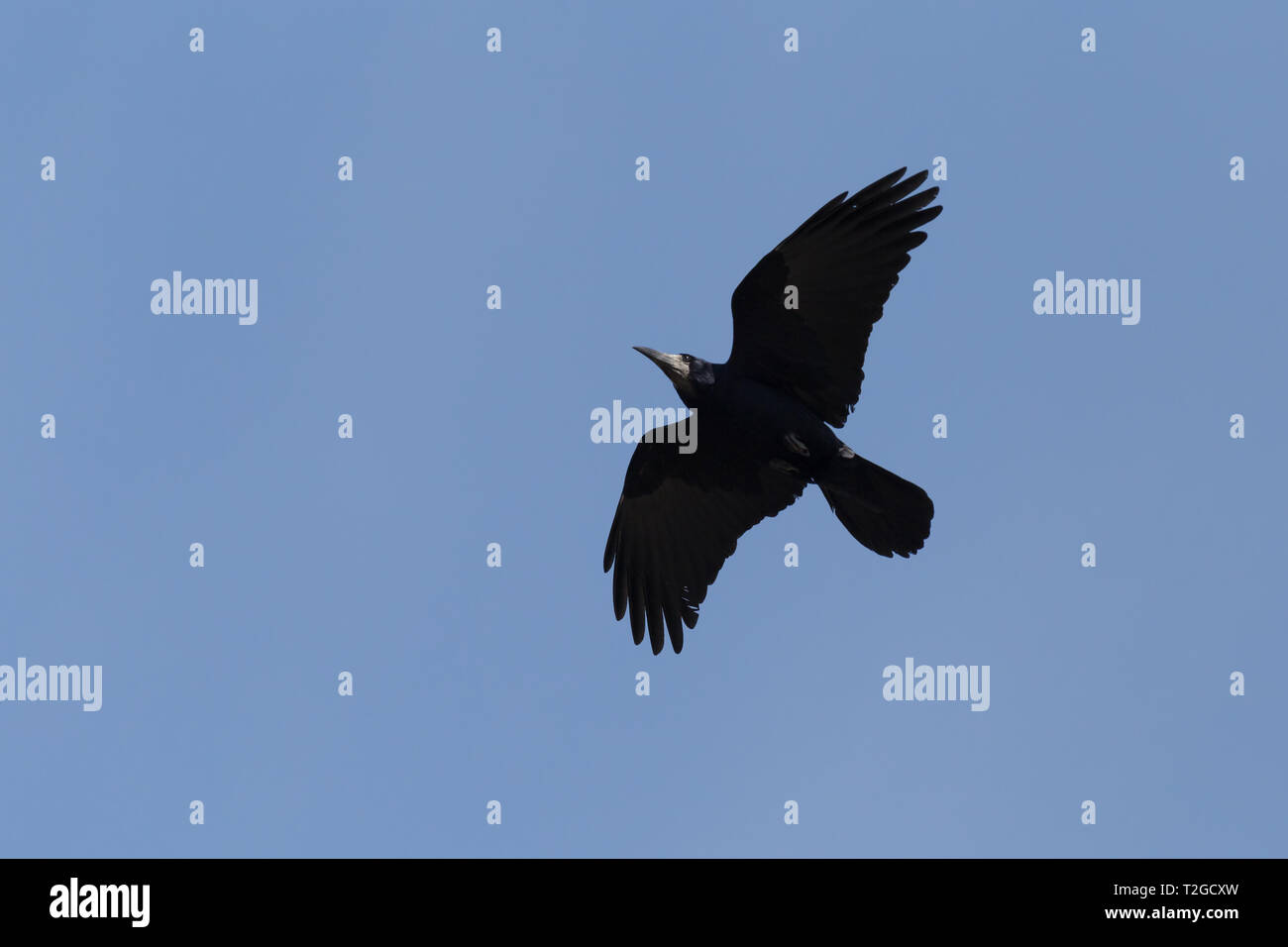 Rook flying hi-res stock photography and images - Alamy