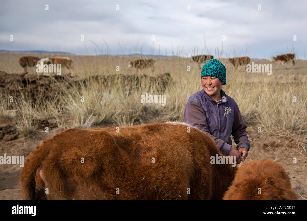bayan Ulgii, Mongolia, 2nd October 2015: kazak woman herding her cows in a landscape of Western Mongolia Stock Photo