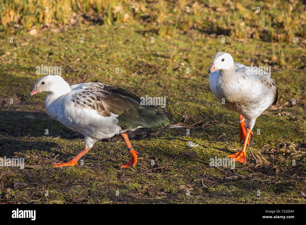 Andean Geese at Slimbridge Stock Photo