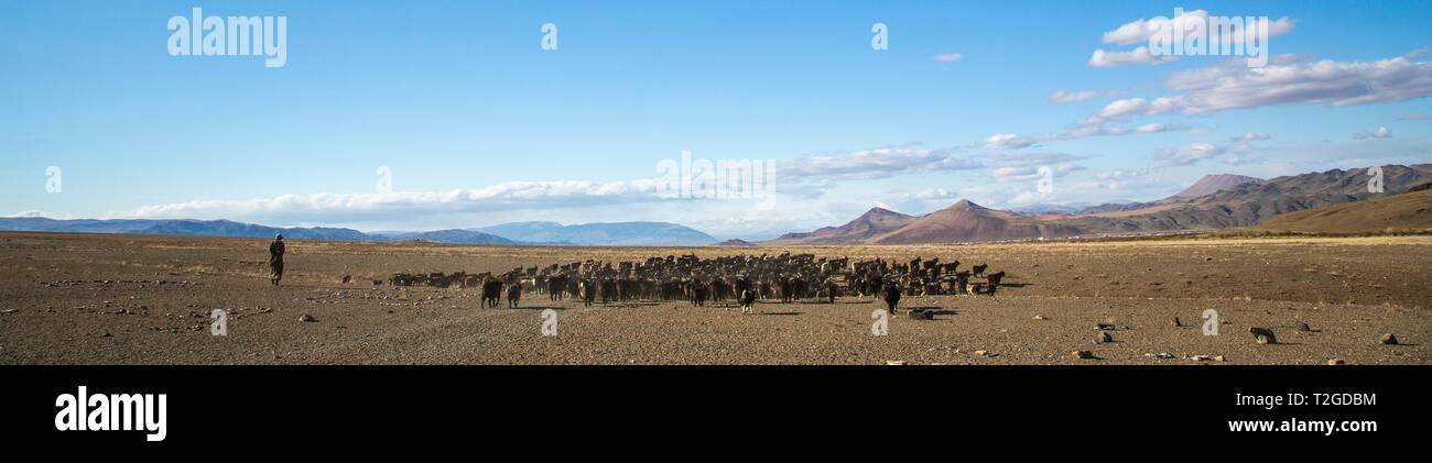 bayan Ulgii, Mongolia, 2nd October 2015: mongolian nomad man herding his animals Stock Photo