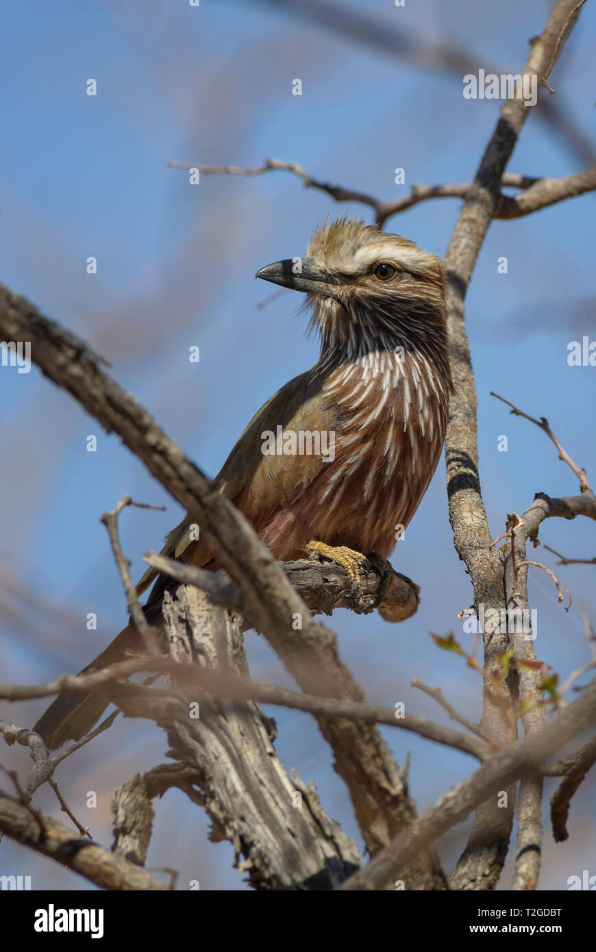 Rufous-crowned Roller - Coracias naevius, beautiful rare roller from African bushes and forests, Namibia. Stock Photo
