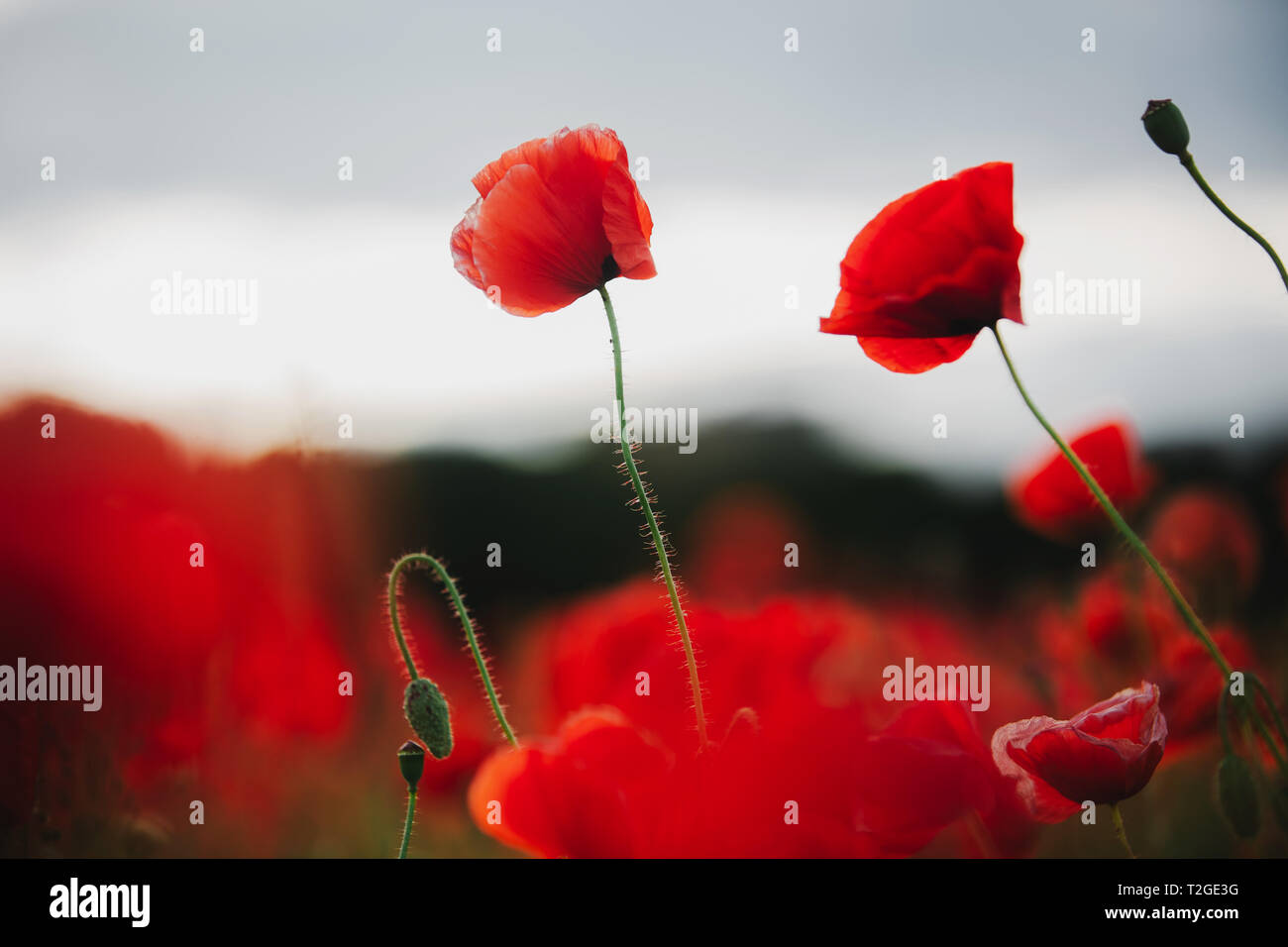 the flowers - a poppy in the field Stock Photo - Alamy
