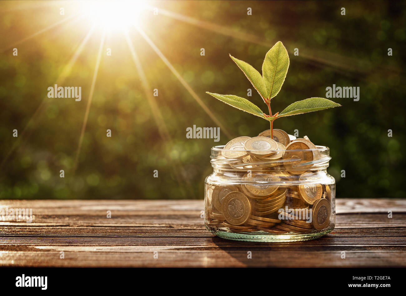 Small plant growing out from jar of saving coins with copy space Stock Photo