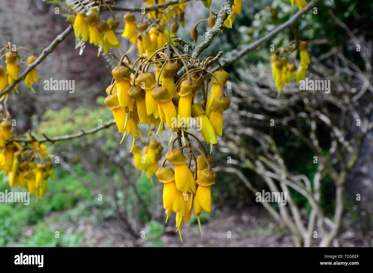Sophora tetraptera Grandiflora yellow flowers with forward pointing petals Stock Photo