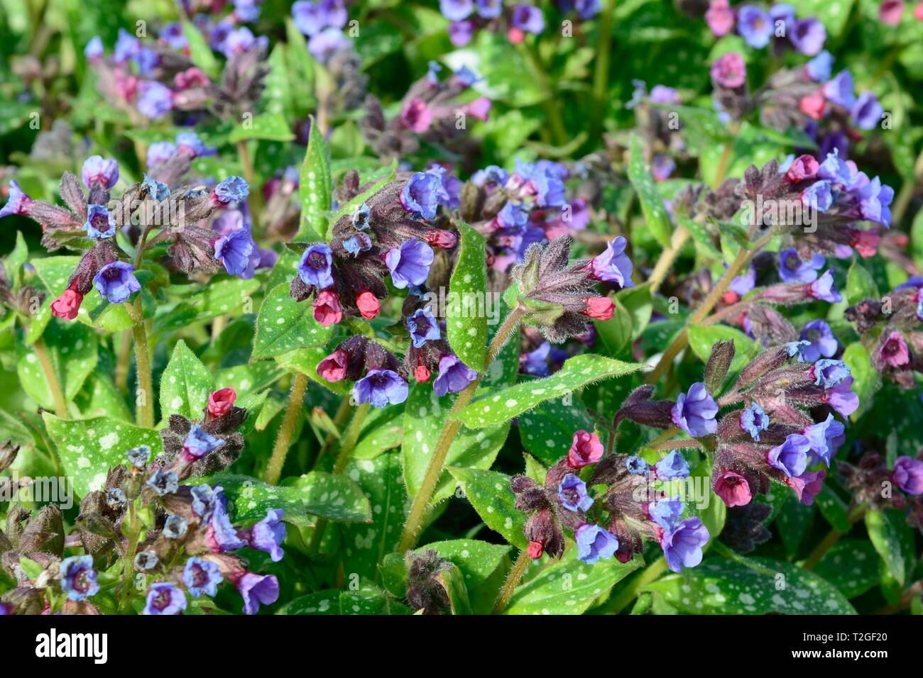Pulmonaria officinallis  common lungwort flowers Stock Photo