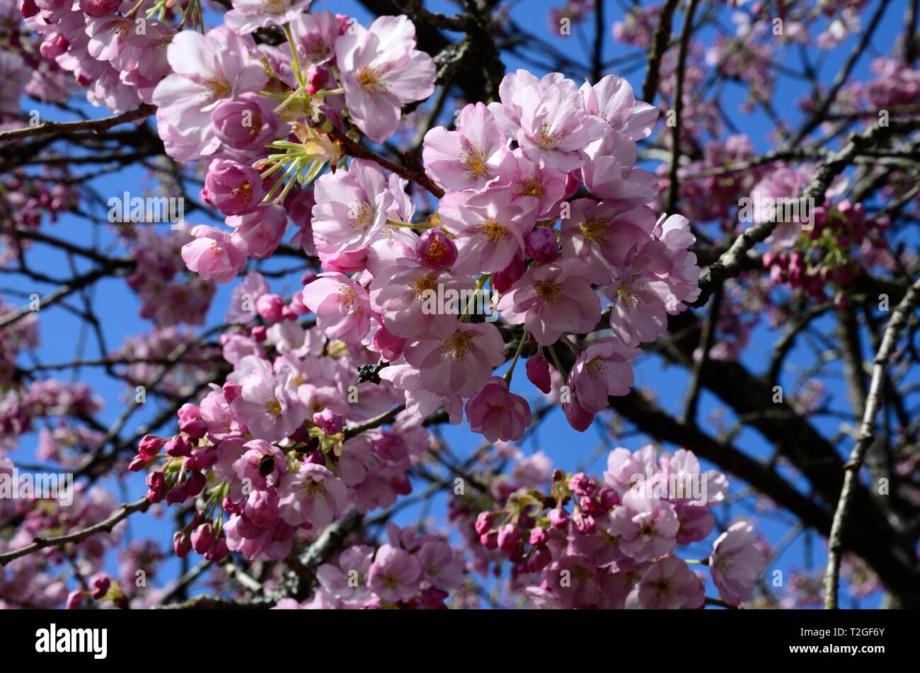 Prunus tree Cherry Blossom flowers blossom Stock Photo Alamy