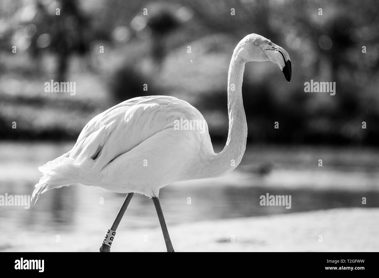 Pink Flamingoes, on a sunny day Stock Photo