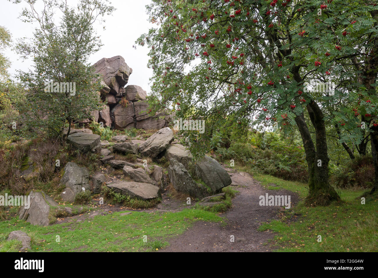 Gritstone outcrop in woodland near Gradbach, Staffordshire, England ...