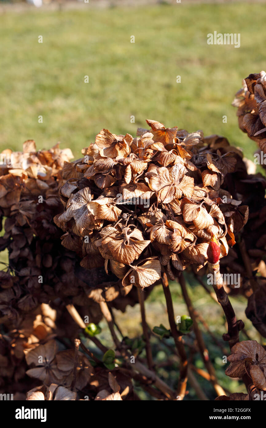 HYDRANGEA MACROPHYLLA DEAD FLOWERS Stock Photo Alamy