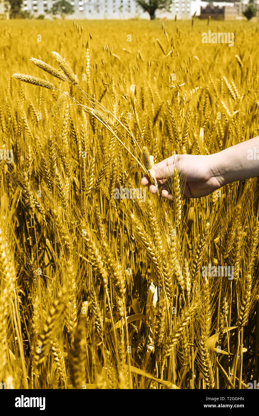 Photo of wheat fields holding in hand for punjabi culture. Stock Photo