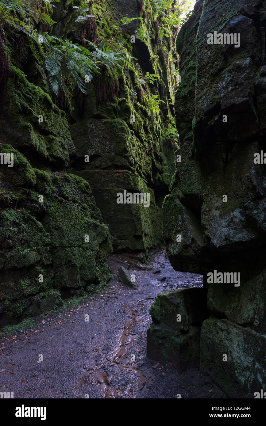 Luds Church, Gradbach, Staffordshire, England. A mysterious rocky chasm in woodland near the Roaches. Stock Photo