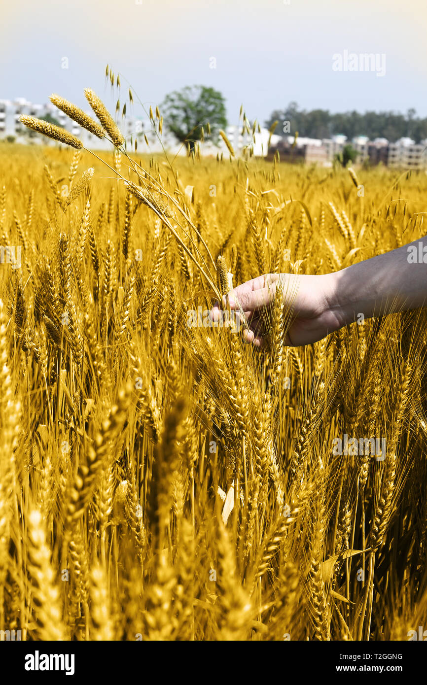 Portrait  of wheat fields holding in hand for punjabi culture. Stock Photo