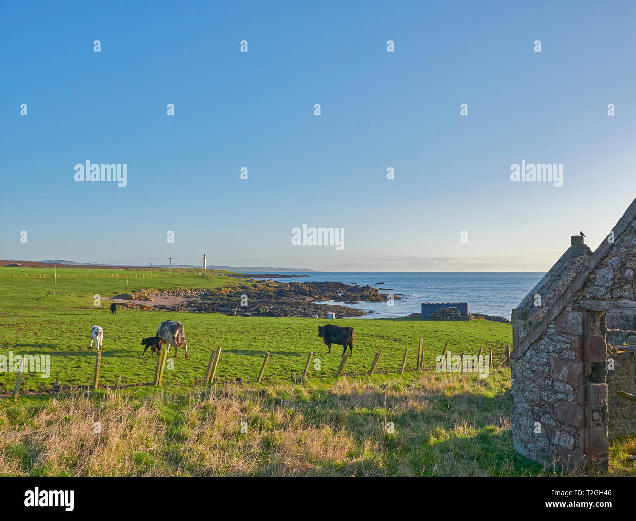 Cattle Grazing in a Field near to Scurdie Ness Lighthouse on the East Coast of Scotland, with a Farm ruin in the foreground. Montrose, Scotland. Stock Photo
