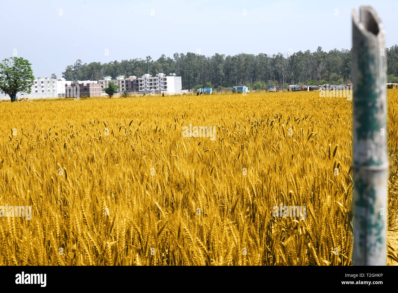 Photo of wheat fields for punjabi culture Stock Photo - Alamy