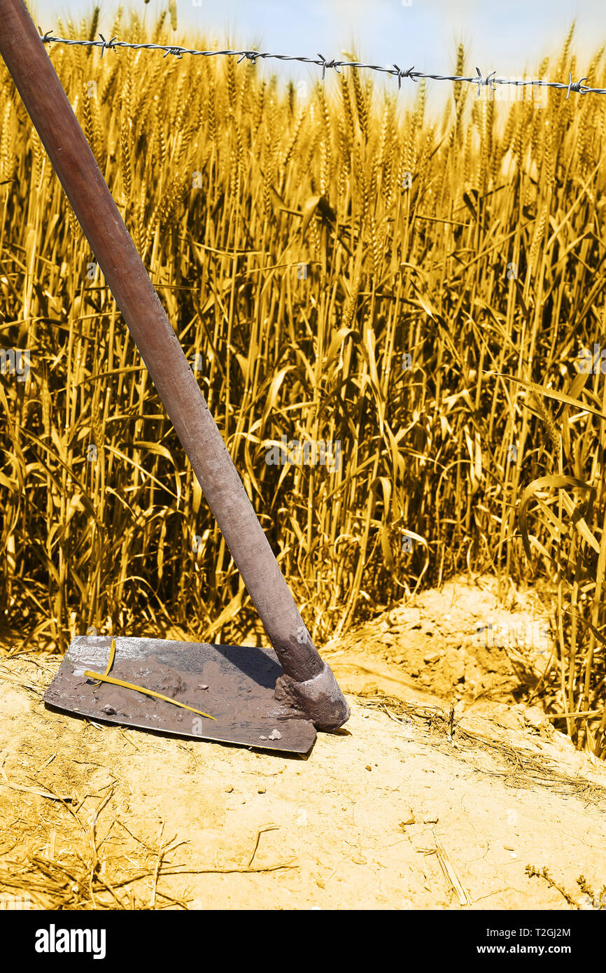 Picture of wheat fields with hoes for punjabi culture. Stock Photo