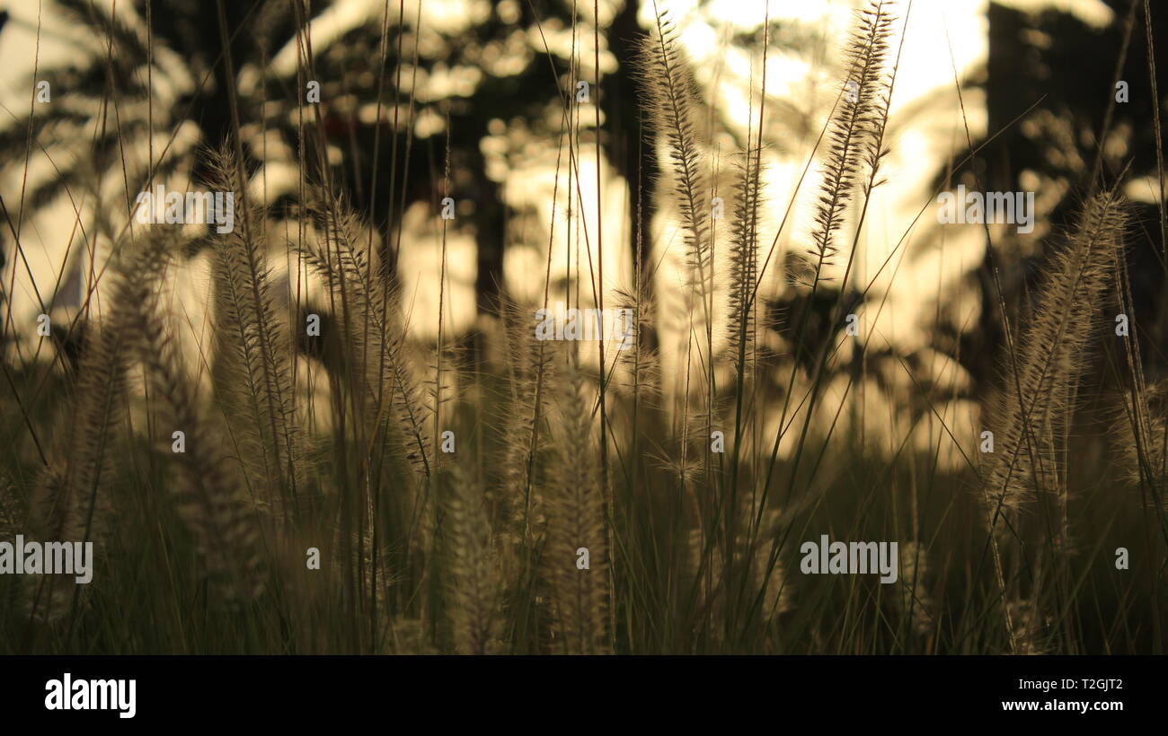Long Green Grass Floret Seed Heads or Buffel Grass. Thin Hay like Weed Plant. at Sunset in a Public Park full of green grass and Nature. Stock Photo