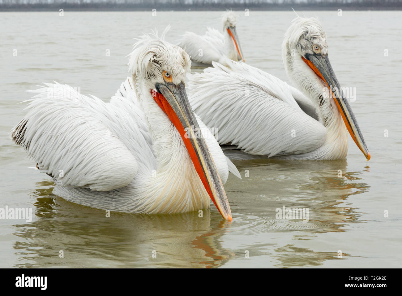 DALMATIAN PELICANS GREECE visual data 3