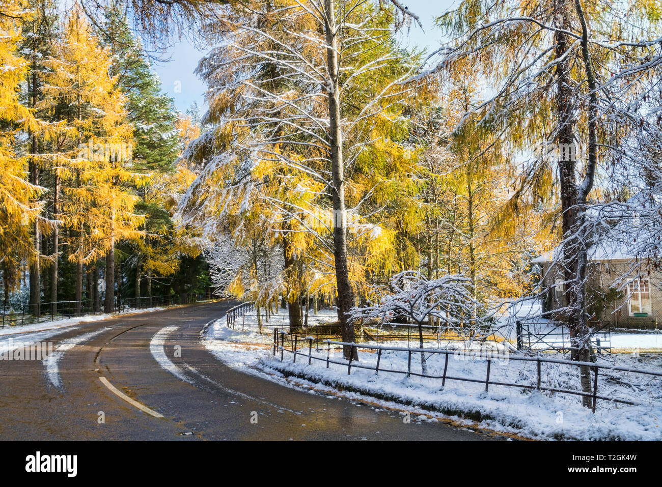 Snowy road near Braemar,  A93, trees, winter sunlight, Aberdeenshire,  Highland Region, Scotland UK Stock Photo