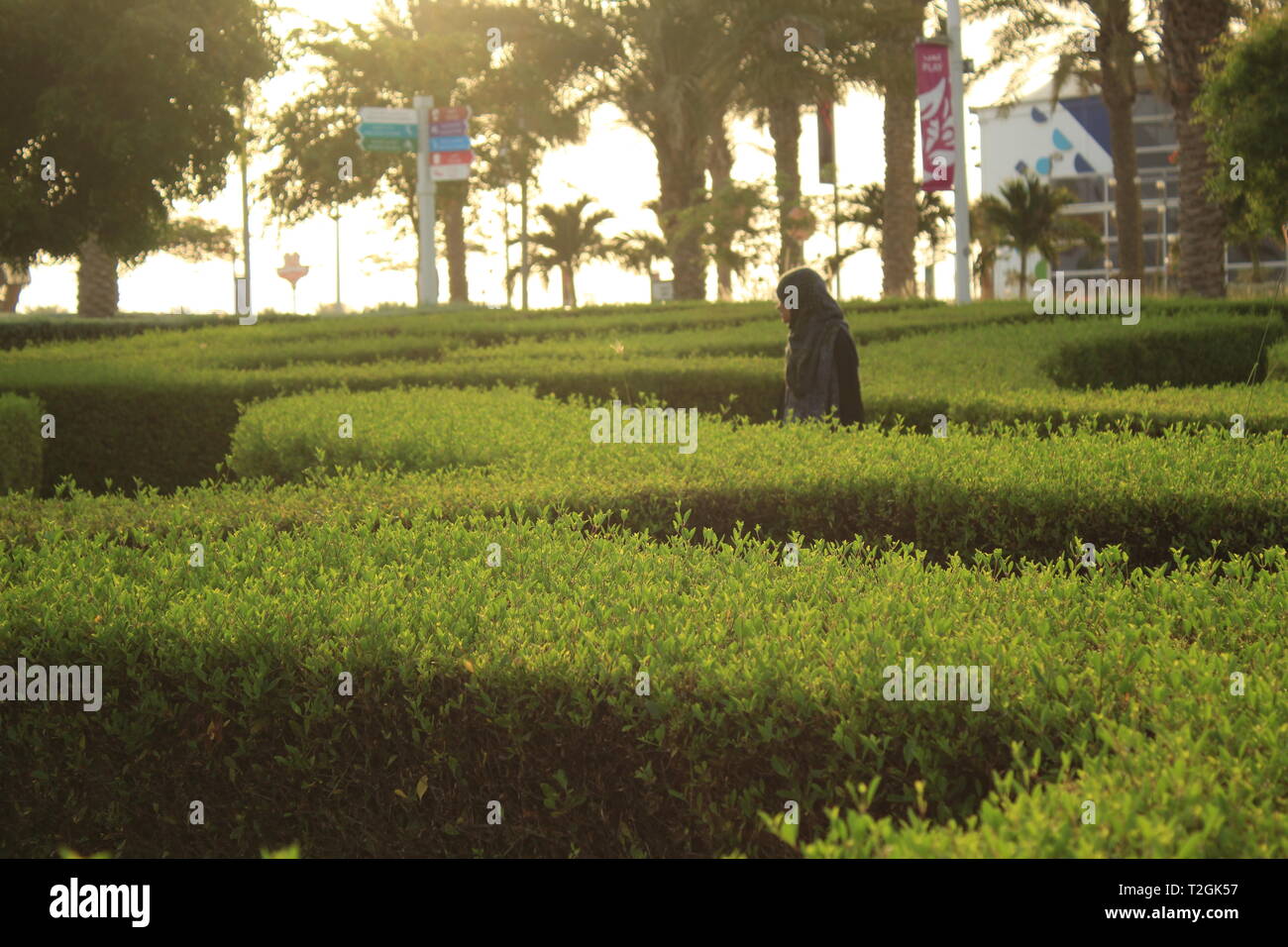 A woman walking through a modern green beautiful Bush Maze full of greenery, nature, trees, sign and glass building with sunshine. Stock Photo