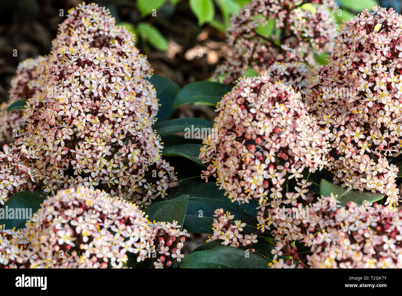 Skimmia japonica Rubella, flowering in spring with scented blossoms. Stock Photo