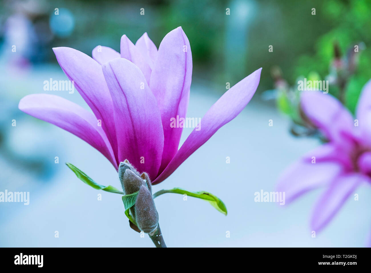 The magnificent flowers of a Magnolia liliiflora. Stock Photo