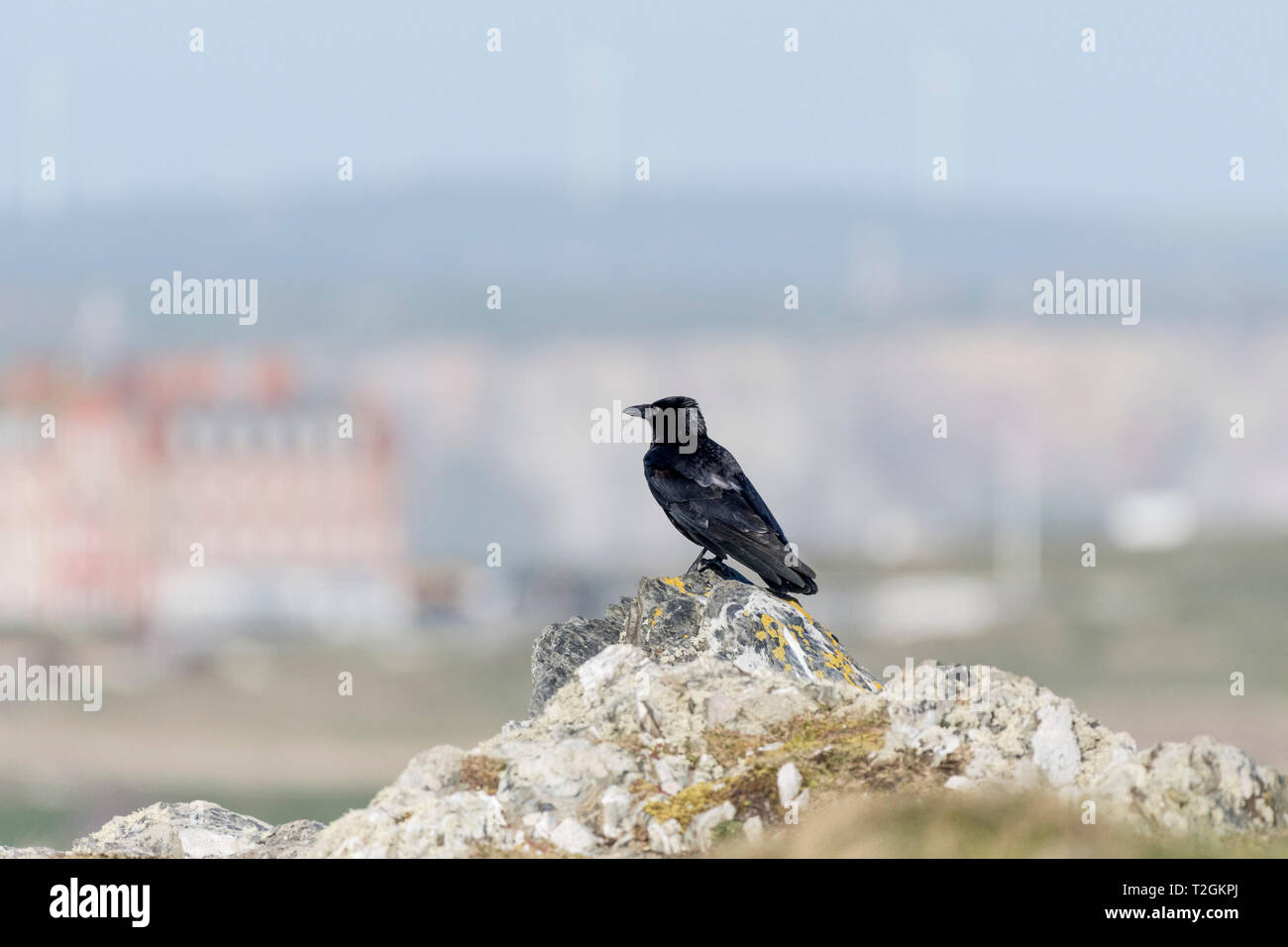 A Jackdaw Coloeus monedula Stock Photo - Alamy