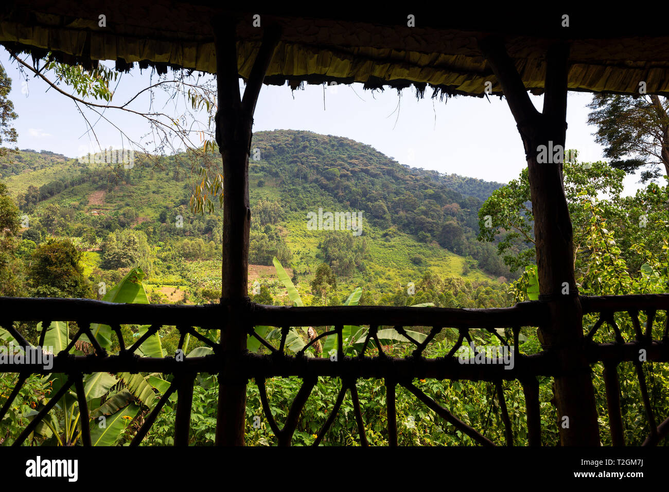 View of rainforest from Honeymoon Suite at Mahogany Springs Safari Lodge near Bwindi Impenetrable Forest National Park, South West Uganda, East Africa Stock Photo